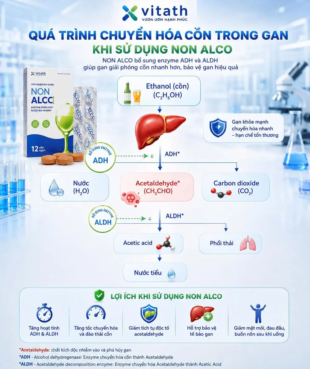 Infographic quá trình hỗ trợ chuyển hóa cồn ADH và ALDH của NON ALCO